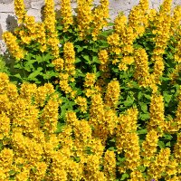 Красота у дома - солнечный вербейник :: Светлана Красота у дома - солнечный вербейник :: Светлана