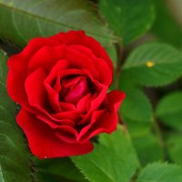 Июньская красавица :: Светлана 