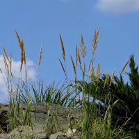 Просто колоски и небо, но как красиво! :: Татьяна Смоляниченко Просто колоски и небо, но как красиво! :: Татьяна Смоляниченко