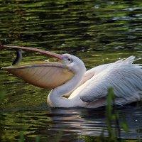 Пеликан и рыбка :: Андроник Александр 