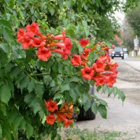 Кампсис - украшение дорог :: Татьяна Смоляниченко Кампсис - украшение дорог :: Татьяна Смоляниченко