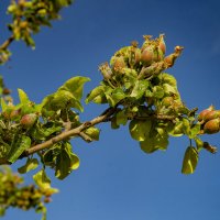 Яблоки :: Анатолий Чикчирный