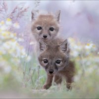 Время открытий .. :: Влад Соколовский