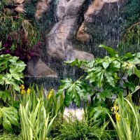 Тропики или субтропики? :: Александр Чеботарь