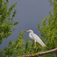 Красавица! :: Валентина  Нефёдова 