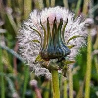 Одуванчик! :: Валентина  Нефёдова 