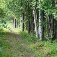 Тропинка :: Сергей Ц