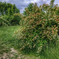 спирея у дороги :: Валентина. . спирея у дороги :: Валентина. .
