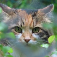 Соседская кошка в соседских кустах :: Ольга Митрофанова