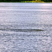 Осторожно, щука! :: Валерий Судачок