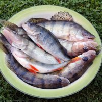 Рыбный день :: Валерий Судачок