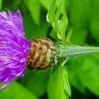 Чертополох :: Милешкин Владимир Алексеевич Чертополох :: Милешкин Владимир Алексеевич