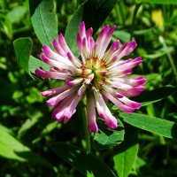 Цветок клевера :: Милешкин Владимир Алексеевич 