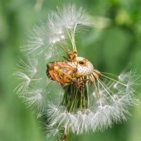 *** :: Виктор Иванович Чернюк