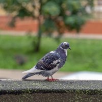 Задумчивый :: Валерий Иванович