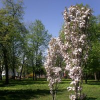 Мой город :: Роман Савоцкий