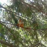 Белочка. :: сергей ермошкин Белочка. :: сергей ермошкин