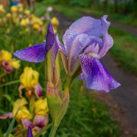 Утро :: Петр 