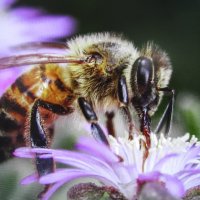 За работой :: Людмила Смородинская