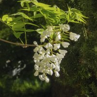 Белая Глициния :: Валентин Семчишин Белая Глициния :: Валентин Семчишин