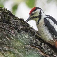 *** :: Владимир Безбородов *** :: Владимир Безбородов