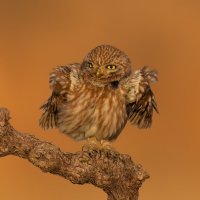 Мой своенравный,дикий друг :: Евгений Фруман