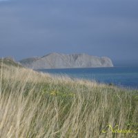 Природа Крыма :: Amazing Cosmea