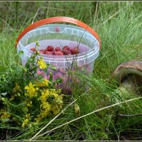 Дары леса :: Aleksandr Gal Дары леса :: Aleksandr Gal