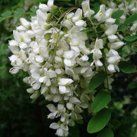 Цветет Акация :: Рита Симонова