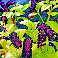 ЛЕТО :: Юрий Владимирович 34