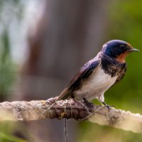 Ласточка позирует) :: Sergei Vikulov