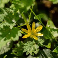 Лесные нежности... :: Николай Гирш Лесные нежности... :: Николай Гирш