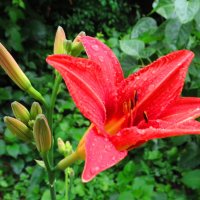 Лилейник в капельках дождя :: Андрей Снегерёв Лилейник в капельках дождя :: Андрей Снегерёв