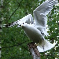 Нахлебница :: kolyeretka 