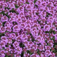 Тимьян :: Ольга Митрофанова