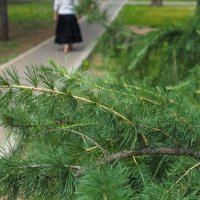 Природа в Городе :: юрий поляков