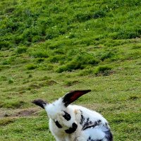 Окрас "панда") :: Светлана 13.06.