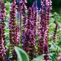 пчелкка :: Александр Леонов