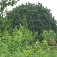 Летом всё зелёное :: Дмитрий Никитин