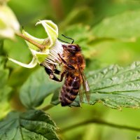 пчела :: Laryan1 