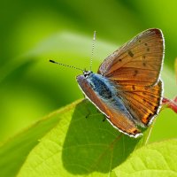 из снятого вчера 4 :: Александр Прокудин