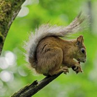 Белка :: Александр Бочериков