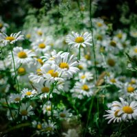 Цветы :: Александр Бочериков