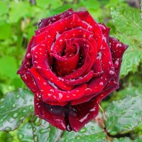 Роза в дождливый день. :: Милешкин Владимир Алексеевич Роза в дождливый день. :: Милешкин Владимир Алексеевич