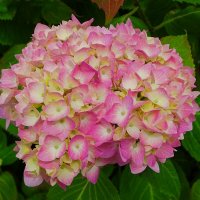 Гортензия :: Милешкин Владимир Алексеевич Гортензия :: Милешкин Владимир Алексеевич
