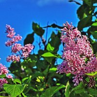 Июнь...Кисти сирени душистые! :: Владимир 