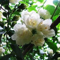 Махровый жасмин :: Людмила Смородинская