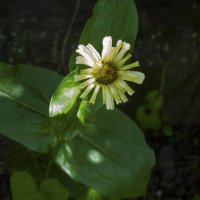 Тонколучник  многолетний :: Валентин Семчишин