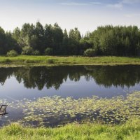 Живописная старица :: Владимир Кириченко