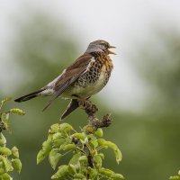 На страже.... :: Sergey (Apg)